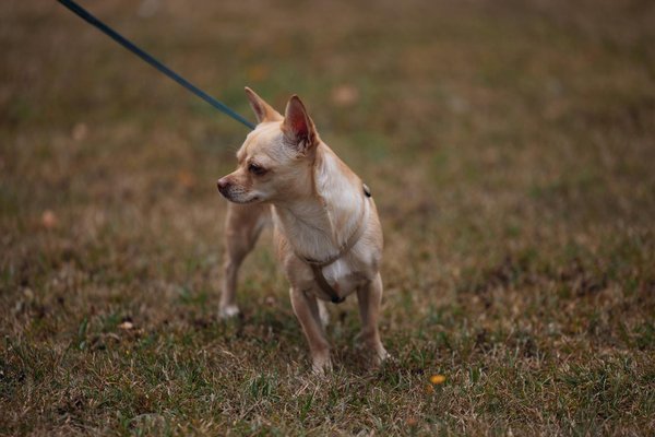 Économie et sérénité : optez pour la garde de chat à domicile