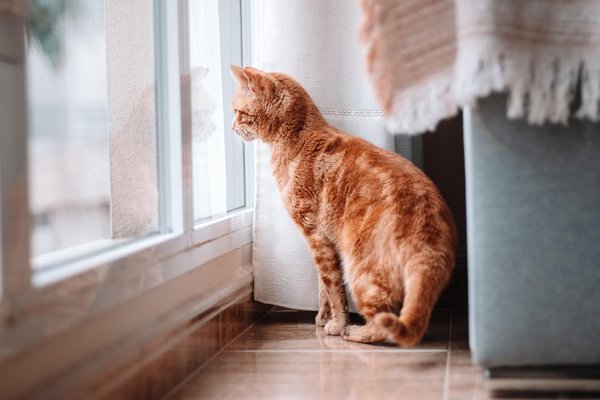 Garde de chat à domicile : le confort du bien-être félin